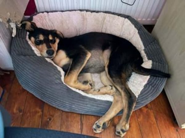 OVID -Rundum toller Jundhund-