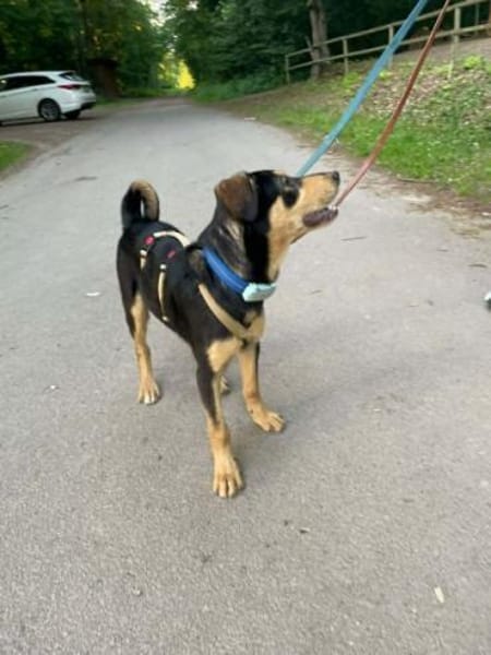 OVID -Rundum toller Jundhund-