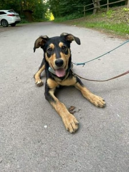 OVID -Rundum toller Jundhund-