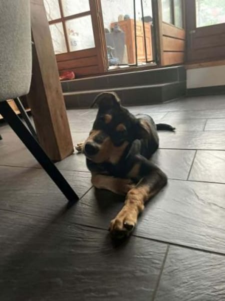 OVID -Rundum toller Jundhund-
