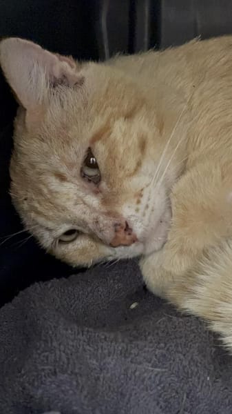 Mimoso Dankbarer Kater sucht  Zuhause
