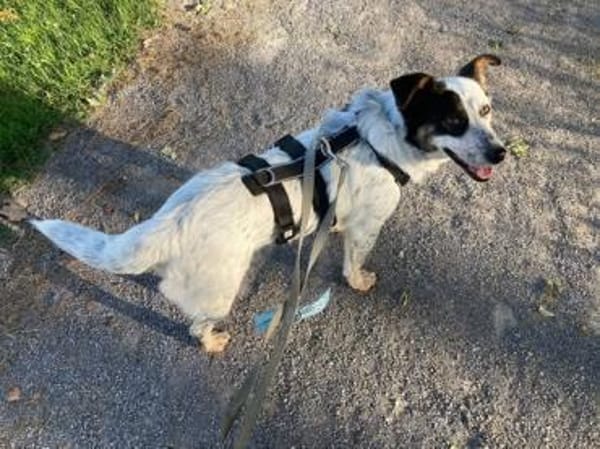 🐾 Valentina sucht ihr Zuhause 🐾