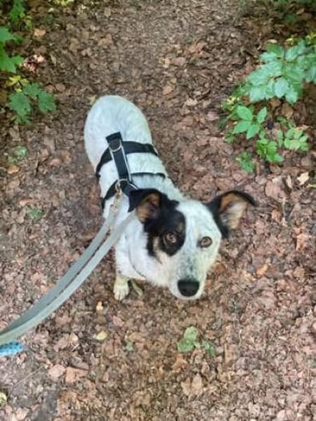 🐾 Valentina sucht ihr Zuhause 🐾