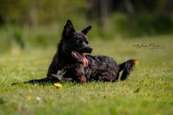 KNÖPPI -rundum tolles Hundekind-