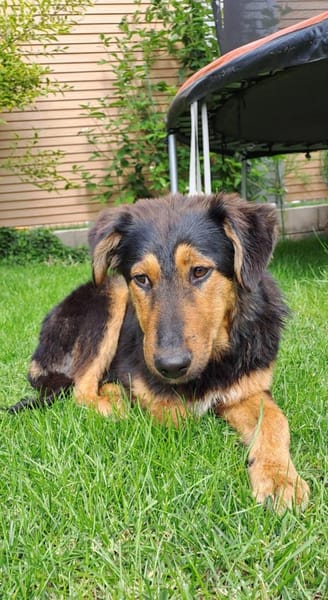 Spocky sucht sein Zuhause (I)