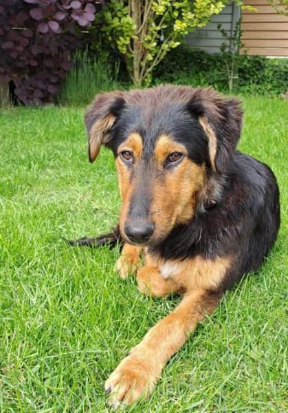 Spocky sucht sein Zuhause (I)