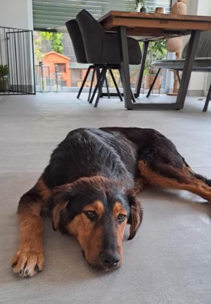 Spocky sucht sein Zuhause (I)