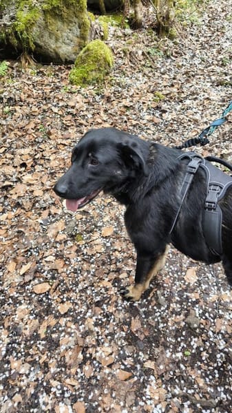 Dora sucht ihre Menschen💕🍀🐾