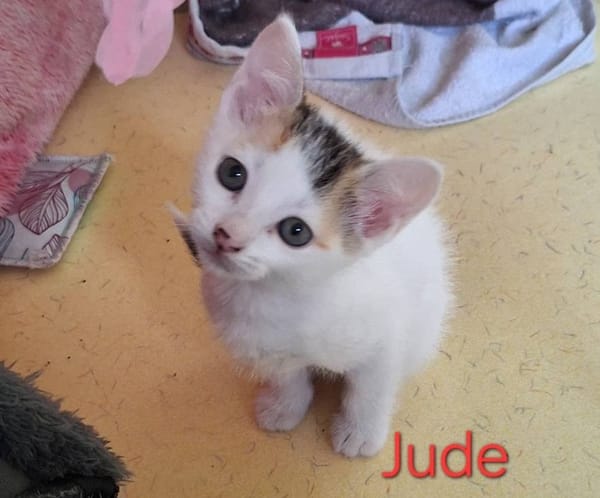 JUDE