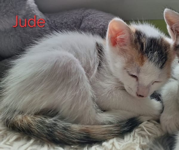 JUDE