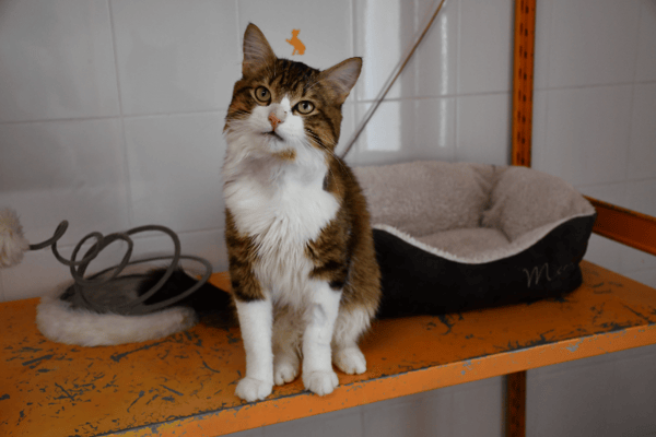 RIO (en cours d'adoption)
