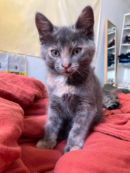 OPRAH À ADOPTER AVEC UN CHAT DÉJÀ PRÉSENT CHEZ VOUS