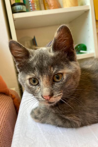 OPRAH À ADOPTER AVEC UN CHAT DÉJÀ PRÉSENT CHEZ VOUS