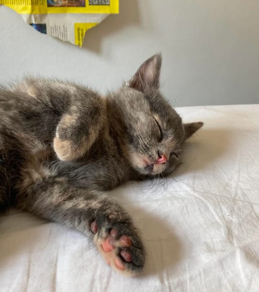OPRAH À ADOPTER AVEC UN CHAT DÉJÀ PRÉSENT CHEZ VOUS