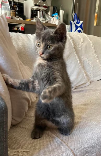 OPRAH À ADOPTER AVEC UN CHAT DÉJÀ PRÉSENT CHEZ VOUS