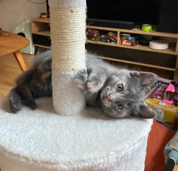 OPRAH À ADOPTER AVEC UN CHAT DÉJÀ PRÉSENT CHEZ VOUS
