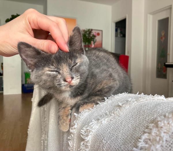 OPRAH À ADOPTER AVEC UN CHAT DÉJÀ PRÉSENT CHEZ VOUS