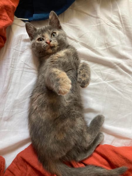 OPRAH À ADOPTER AVEC UN CHAT DÉJÀ PRÉSENT CHEZ VOUS