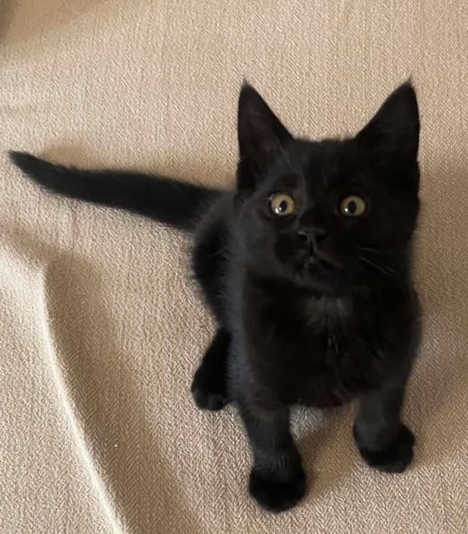IZIPIZA À ADOPTER AVEC UN CHAT DÉJÀ PRÉSENT CHEZ VOUS
