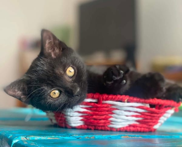 IZIPIZA À ADOPTER AVEC UN CHAT DÉJÀ PRÉSENT CHEZ VOUS
