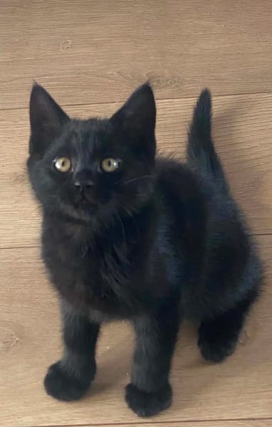 IZIPIZA À ADOPTER AVEC UN CHAT DÉJÀ PRÉSENT CHEZ VOUS