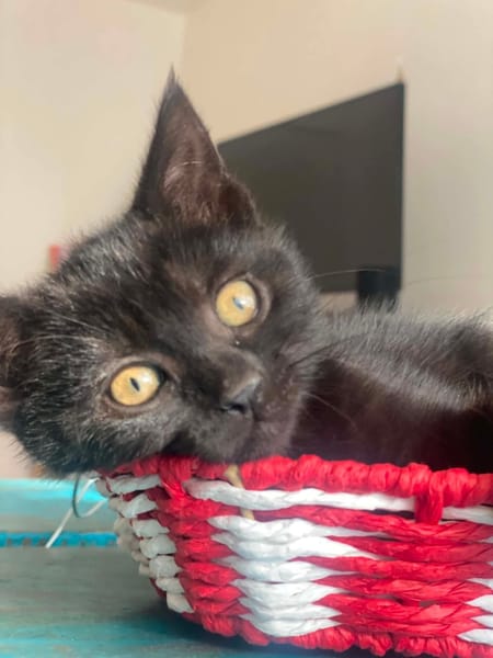 IZIPIZA À ADOPTER AVEC UN CHAT DÉJÀ PRÉSENT CHEZ VOUS