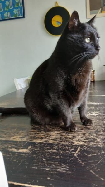 M. Chat