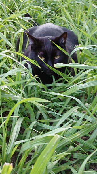 M. Chat