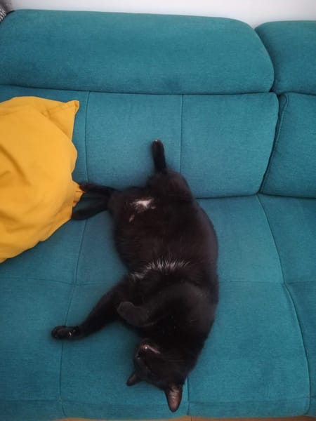M. Chat