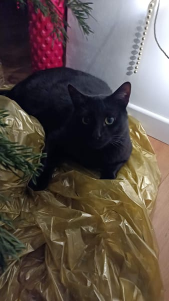 M. Chat
