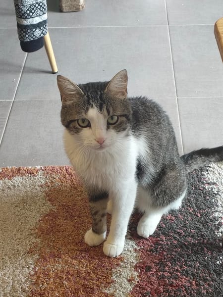 Flynn