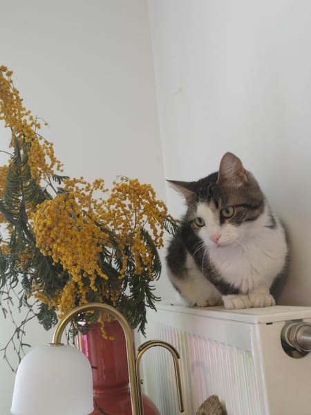 Flynn