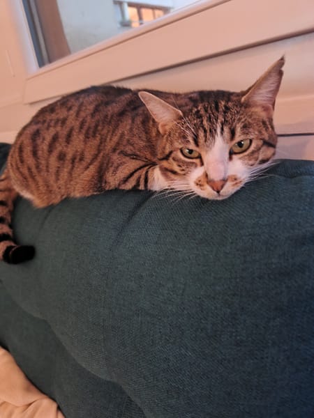 Maya