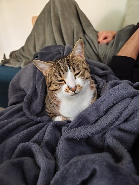 Maya