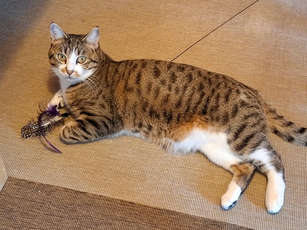 Maya