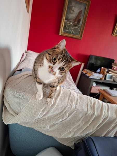 Maya
