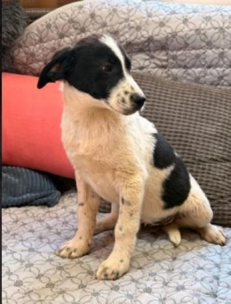 Bia sucht ihre Menschen