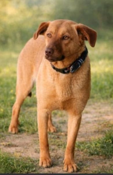 Millie - Augen, die in deine Seele blick