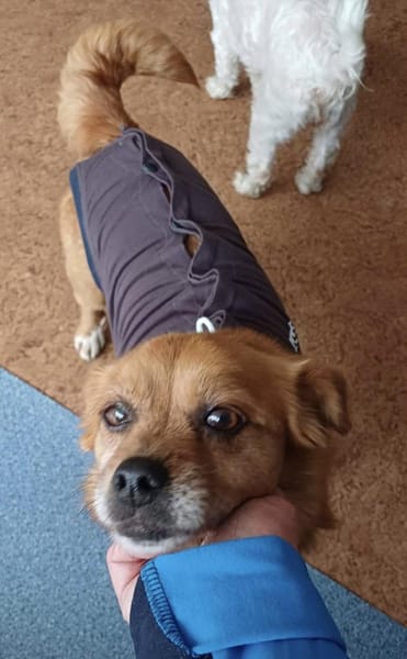 DEBBIE sucht einen liebevollen Platz