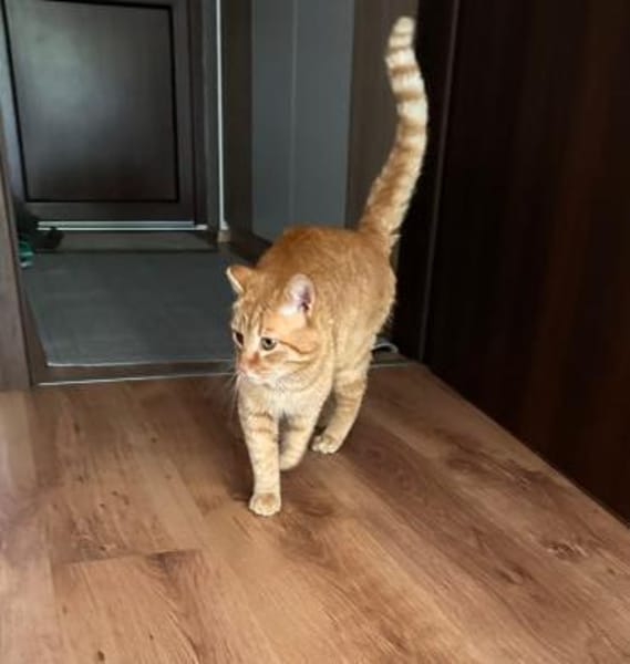 Rudi sucht Spielkamerad