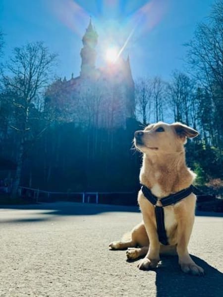 Kleiner Paul sucht ein neues Körbchen