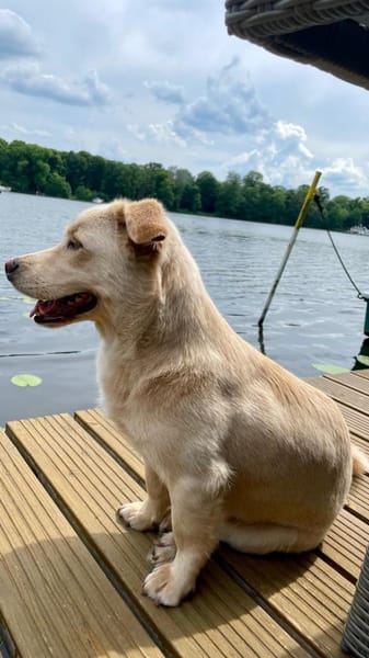 Kleiner Paul sucht ein neues Körbchen