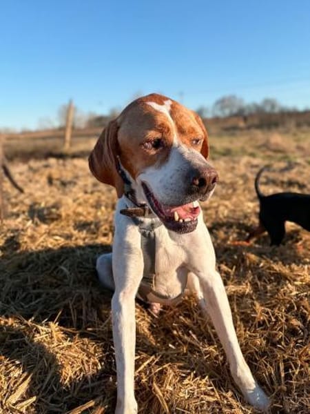 Pointer Chico sucht seine Menschen