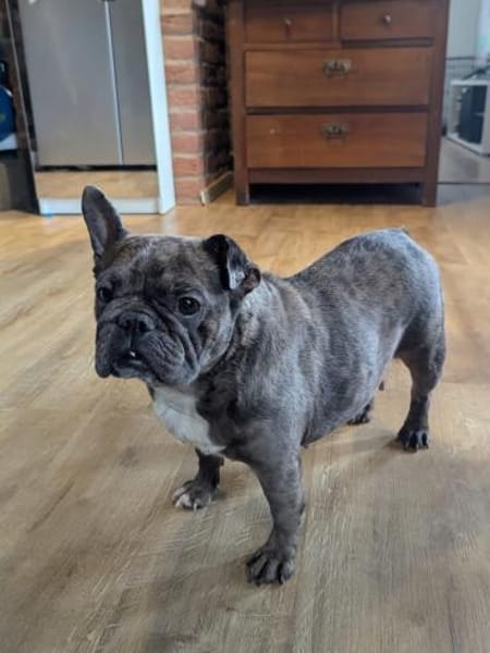 Irina, fröhliche Fanz. Bulldoggen Hündin