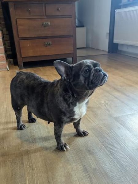 Irina, fröhliche Fanz. Bulldoggen Hündin