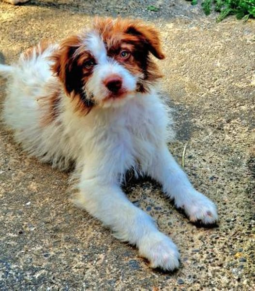 Smoky sucht sein Für-immer-Familie