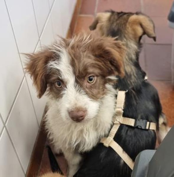 Smoky sucht sein Für-immer-Familie
