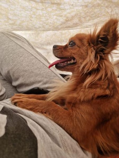 Leyla süße tolle kleine Hündin