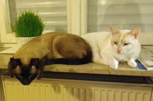 Fresa, w., kastr., Siam-Mix