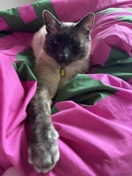 Yoki eine Bilderbuchkatze in Bayern